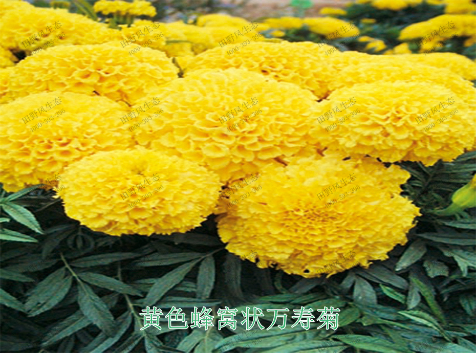 4黃色蜂窩狀萬(wàn)壽菊