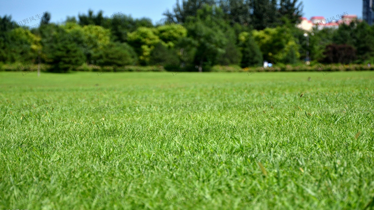 草坪種植如何選擇合適的草坪草種子？