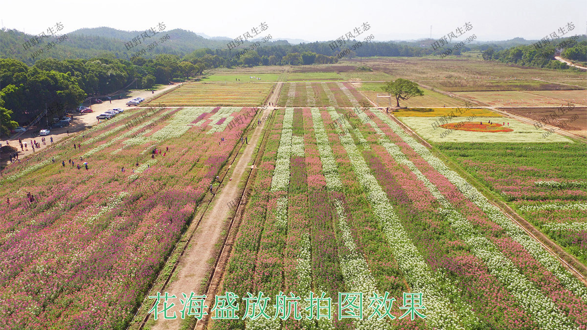 花海盛放航拍圖效果