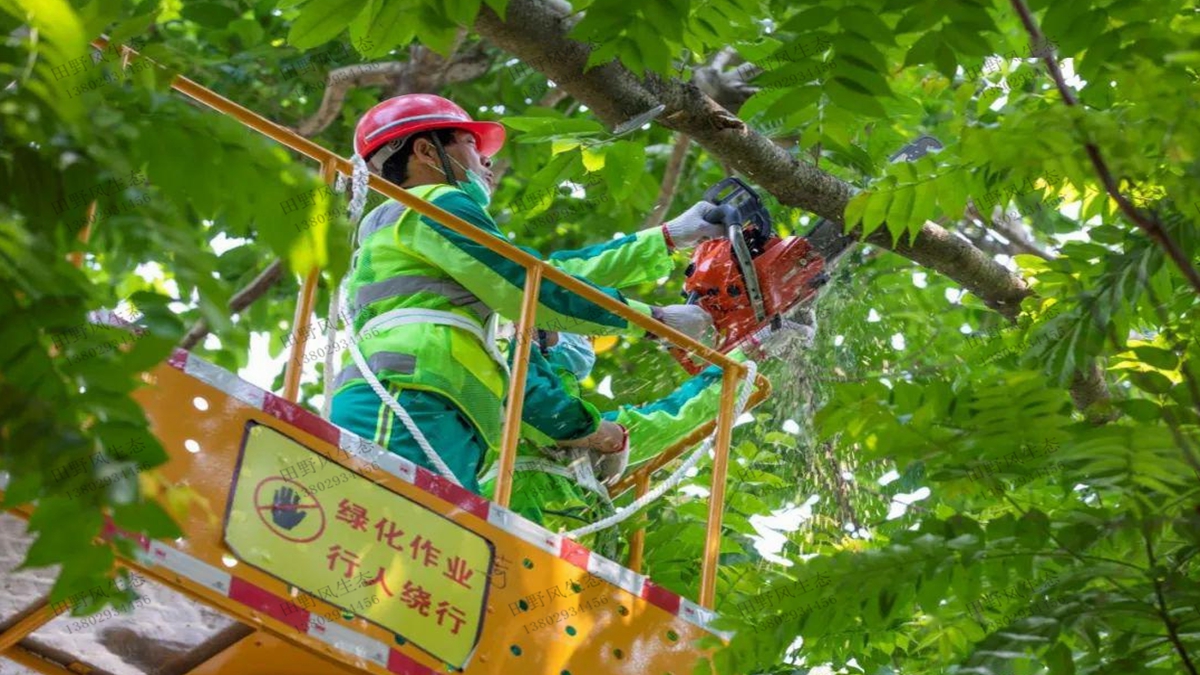 小區(qū)樹木修剪