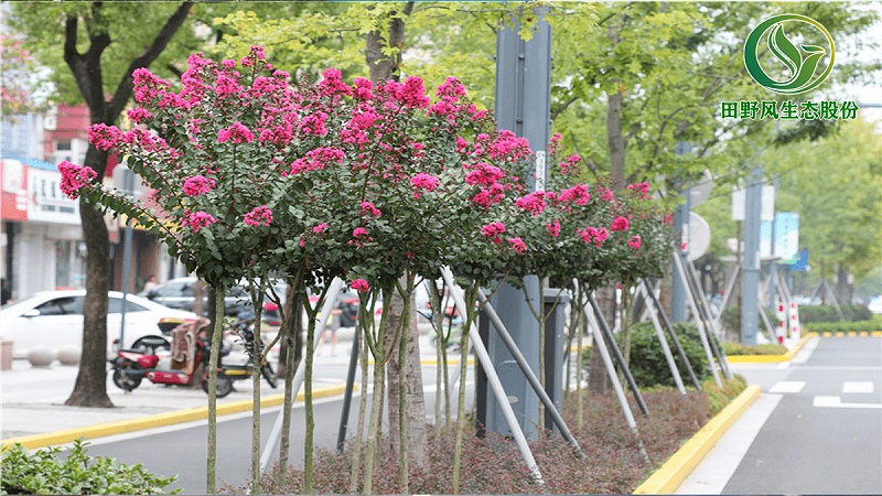 道路綠化,市政綠化