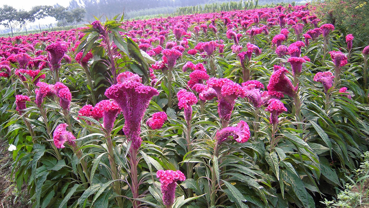 一二年生花卉種子,雞冠花花種