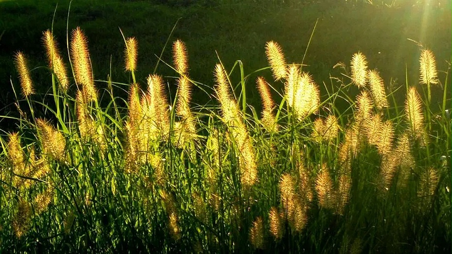 狗尾巴草