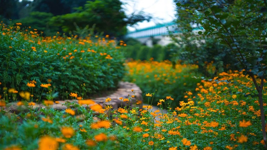 硫華菊