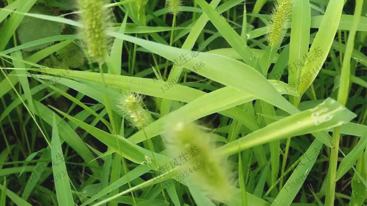 狗尾巴草的種植方法以及管理技巧