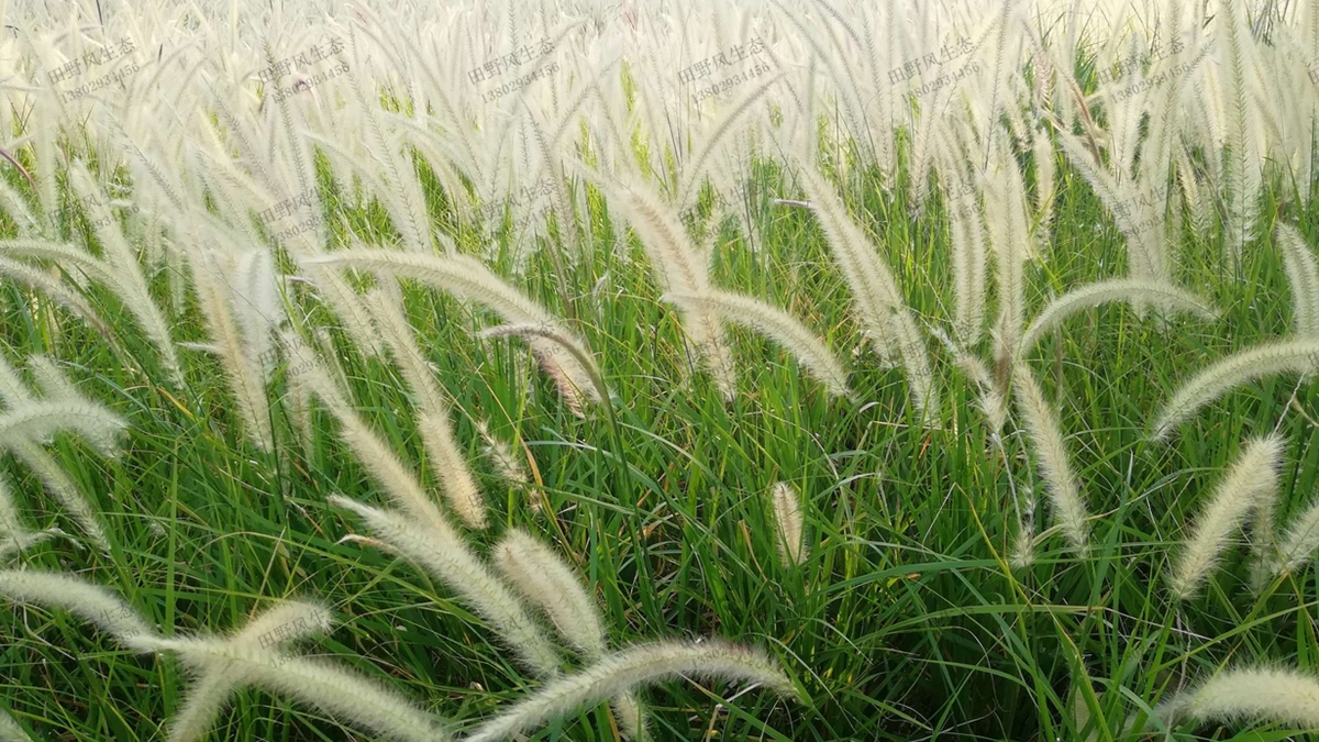 “離離原上草”，狼尾草草種草籽種植技術(shù)詳解