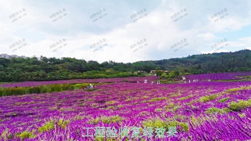 江西瑞昌市景區(qū)花海工程