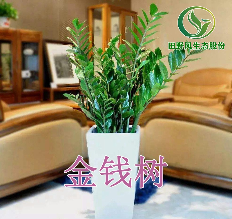 綠植租擺，植物租賃