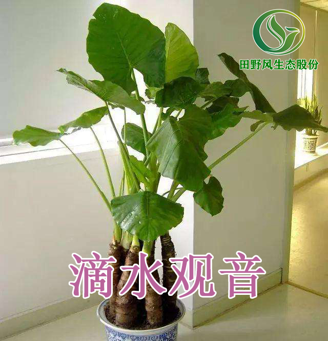 綠植租擺，植物租賃