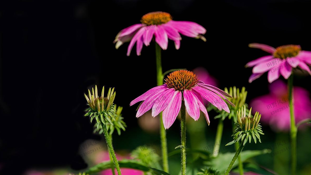 紫松果菊