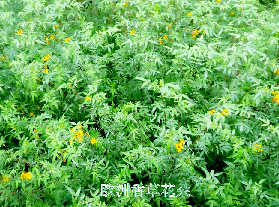 4歐洲香草花朵