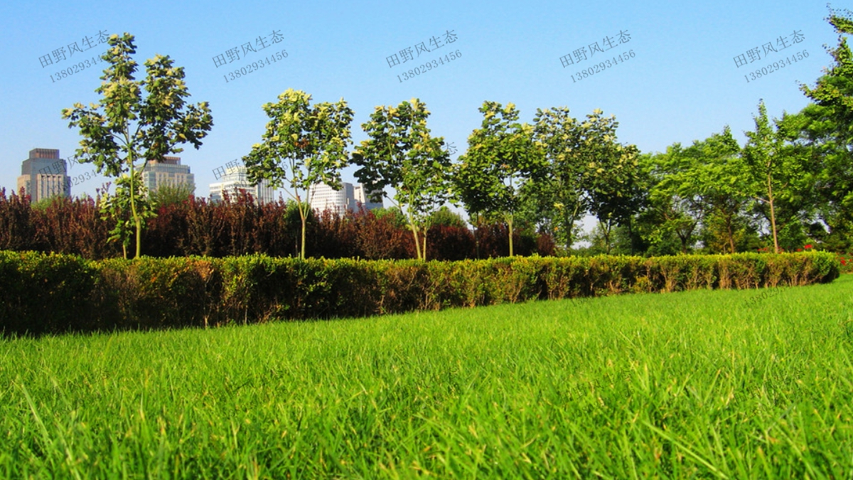 中華結縷草公園種植效果