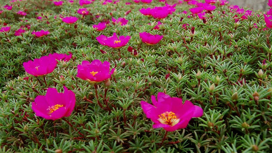 太陽(yáng)花