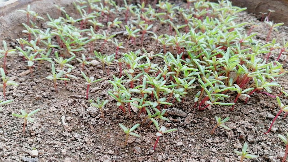 太陽(yáng)花