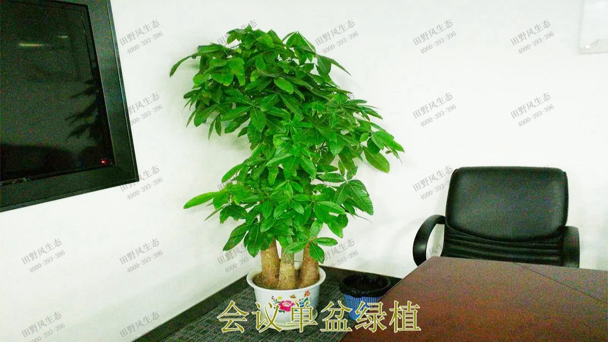 花卉植物租擺,廣東省交通運(yùn)輸建設(shè)工程質(zhì)量檢測中心