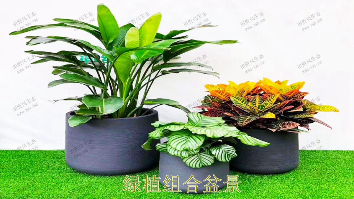 花卉植物租擺,廣東省交通運(yùn)輸建設(shè)工程質(zhì)量檢測中心