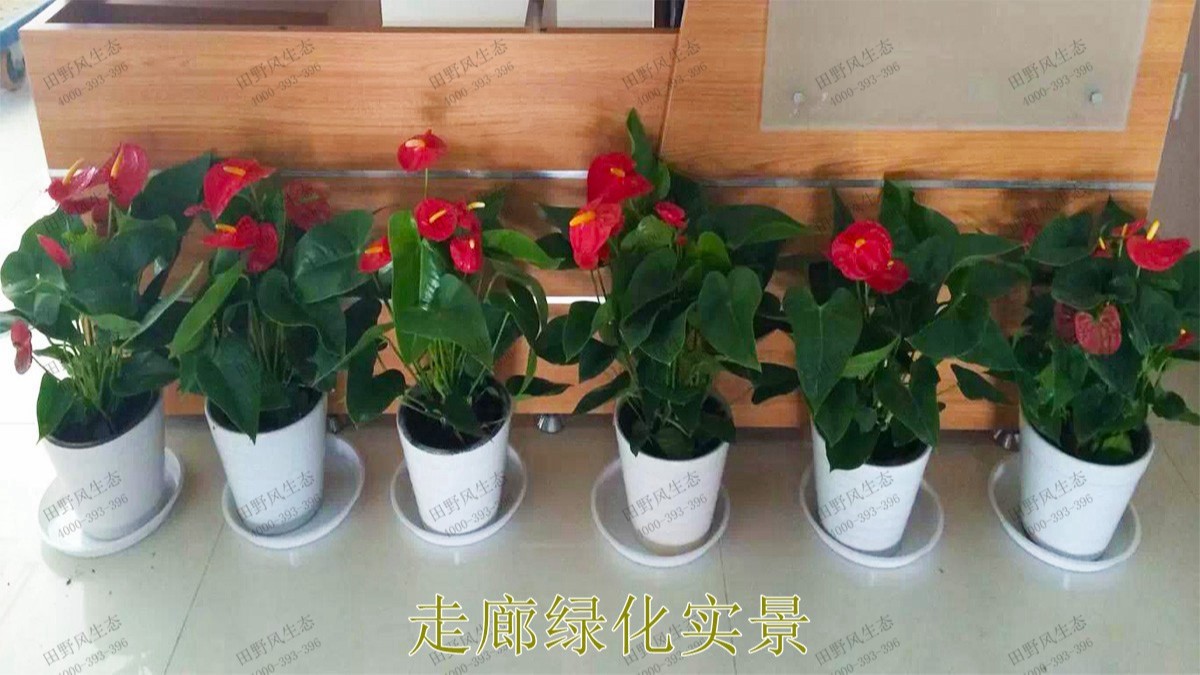 花卉植物租擺,廣東省交通運(yùn)輸建設(shè)工程質(zhì)量檢測中心