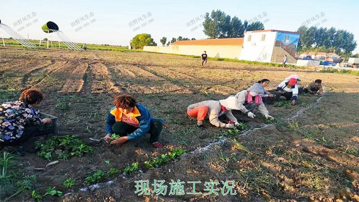 福建福州景區(qū)花海工程