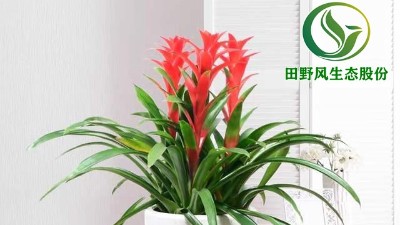 送你一朵小紅花，年前養(yǎng)這些年花”寓意紅紅火火、喜慶吉祥！