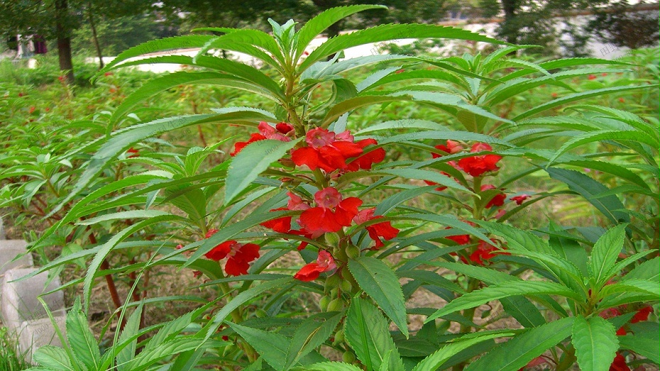 鳳仙花花卉花種子