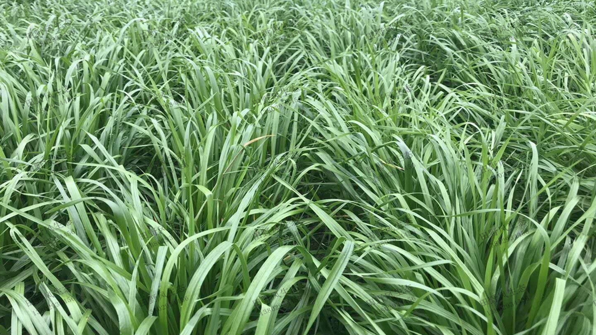 一年生黑麥草種子播種后多久能發(fā)芽？