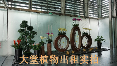 廣州保利國(guó)際廣場(chǎng)植物出租案例