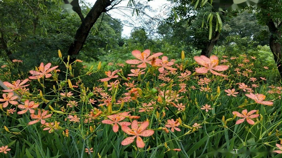 射干花生長局部展示