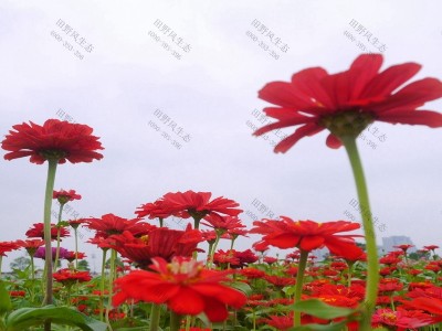 什么花開(kāi)花快好養(yǎng)