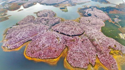 田野風(fēng)大講堂：怎么打造花海景觀？花海景觀設(shè)計需要注意什么？