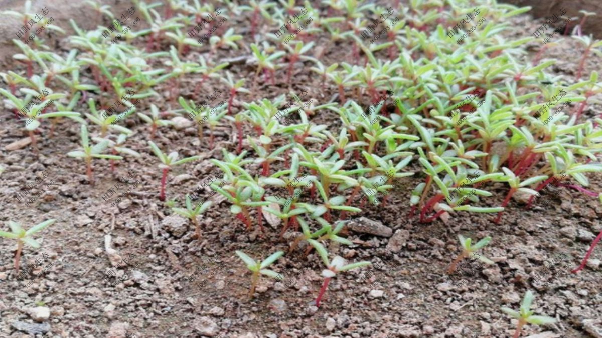 太陽(yáng)花種子