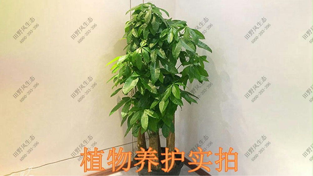 廣東美的集團植物養(yǎng)護案例