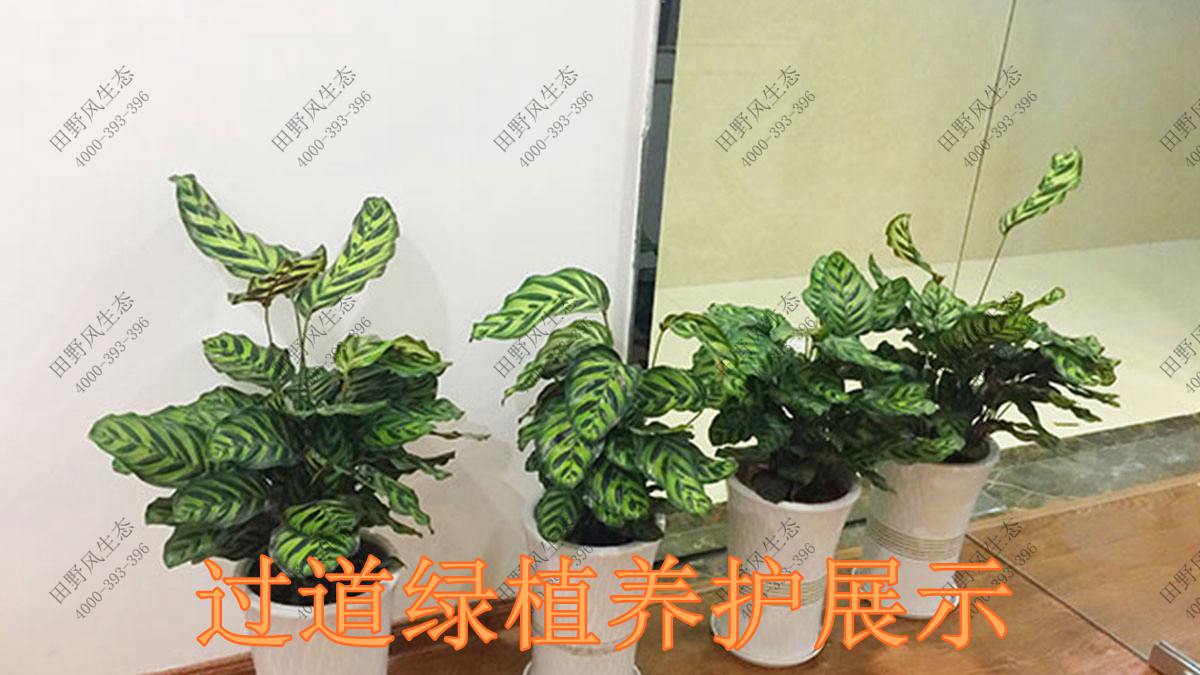 綠植養(yǎng)護