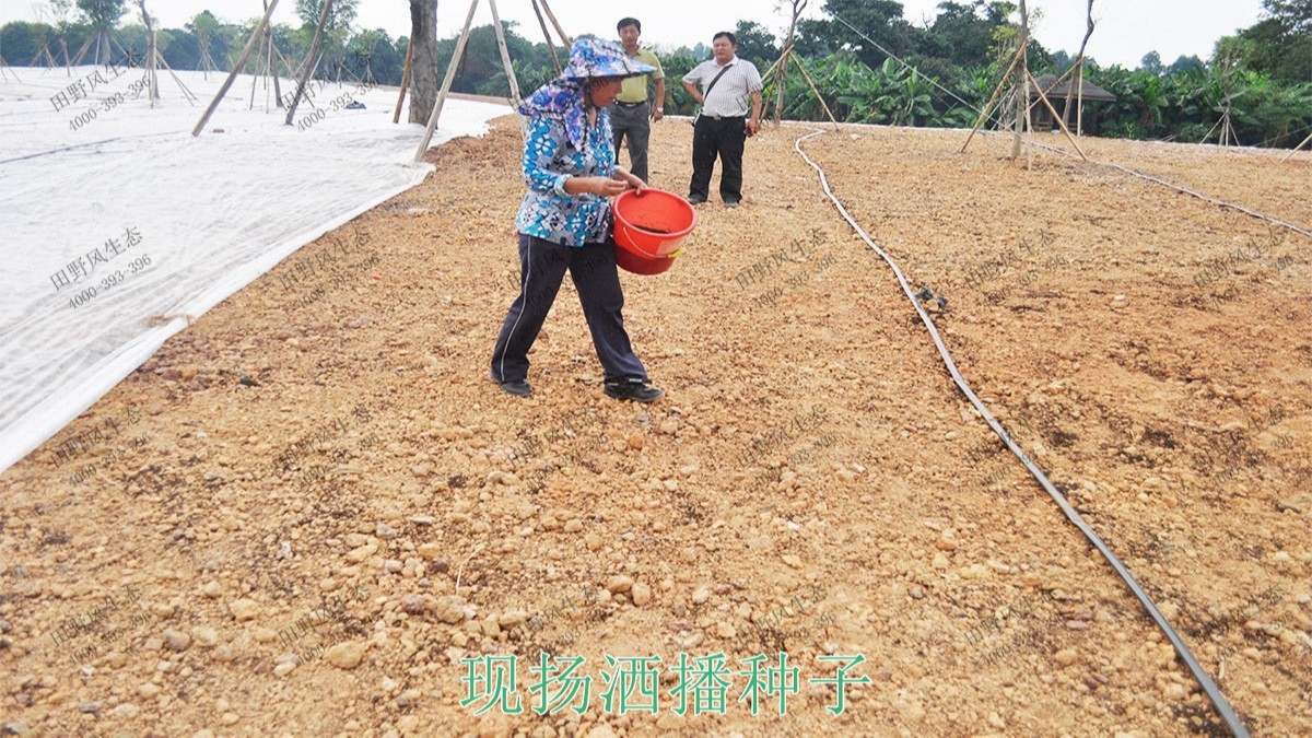 廣州海珠湖濕地公園花海工程