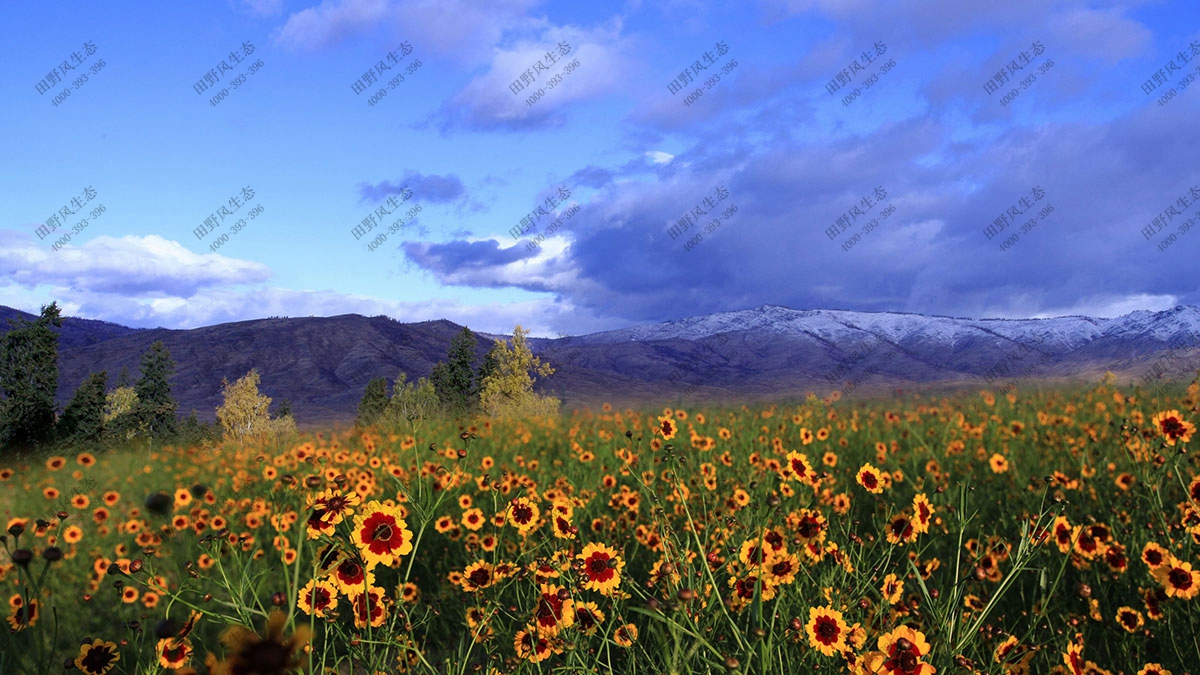 混播一年生花種,花?；ǚN子