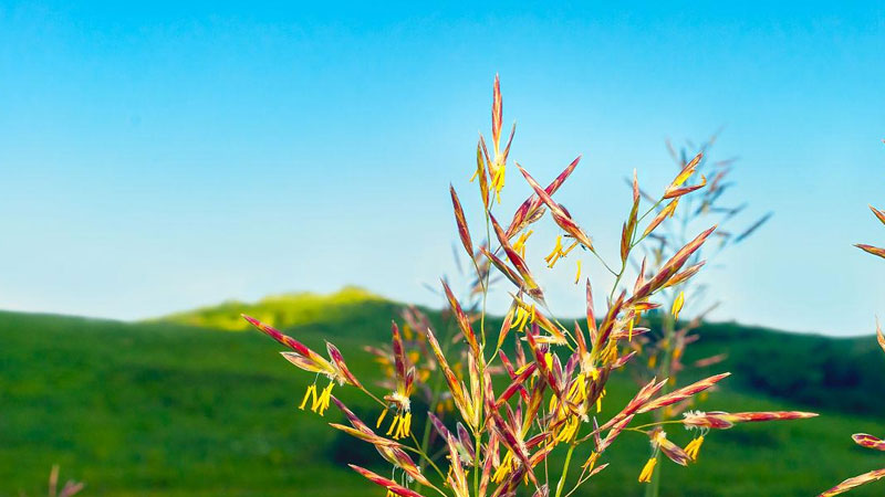 無芒雀麥