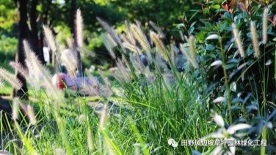 公路邊坡綠化狗尾巴草，也可以美成一種藝術(shù)