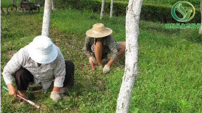 廣州多雨季節(jié)時，如何做好綠化養(yǎng)護(hù)？