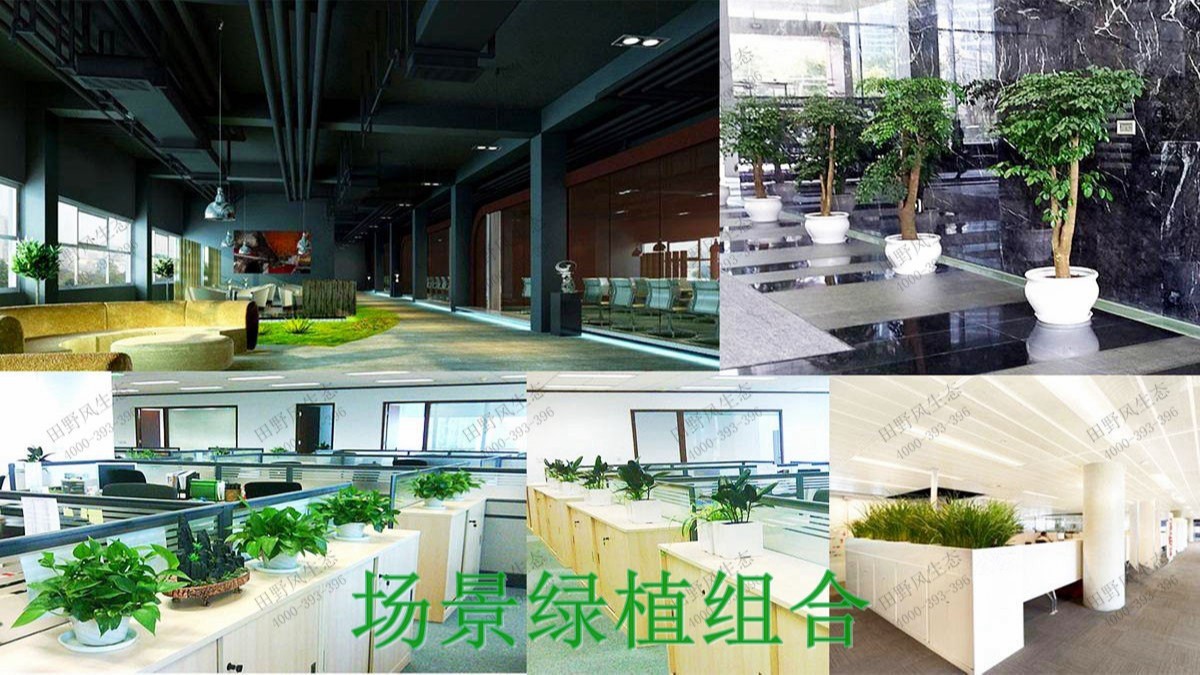 廣州市創(chuàng)佳建筑模型公司綠植展示